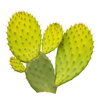 Extrakt zo stonky kaktusu (nopal) 10:1