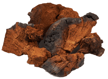 Huba Chaga