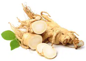 Panax ginseng