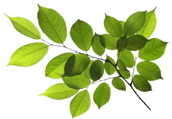 Extrakt z krídlatky