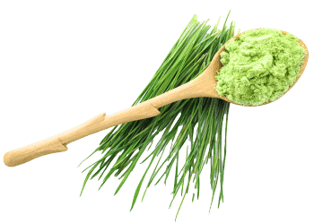 Prášok z jačmennej trávy