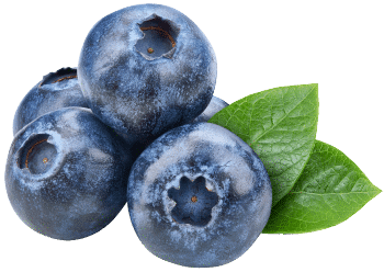 Extrakt z čučoriedok