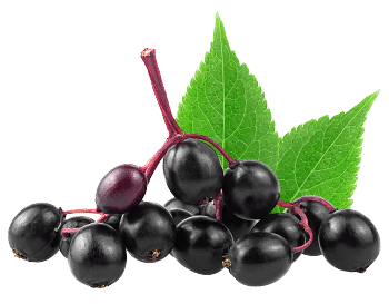 Extrakt z bazy čiernej