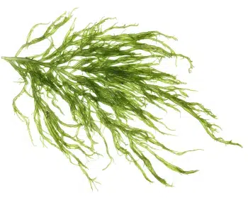 Extrakt z rias kelp