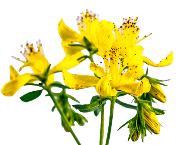 Extrakt z ľubovníka bodkovaného