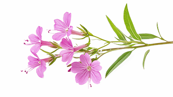 Extrakt z vŕby obyčajnej