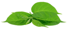 Gymnema sylvestre-gurmar-01